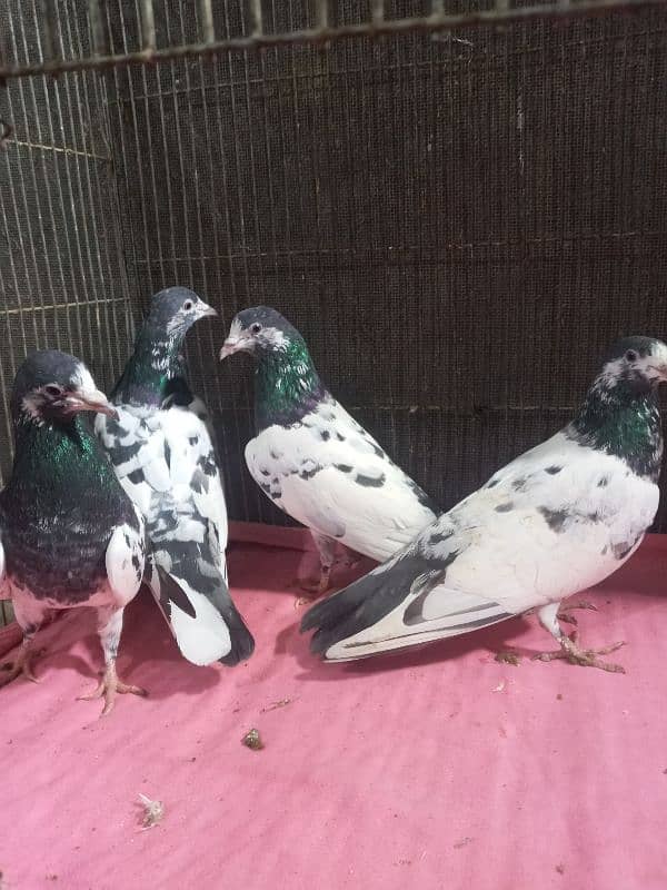 pigeons for sale 3