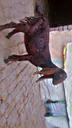 6 Month age femals goat for sale