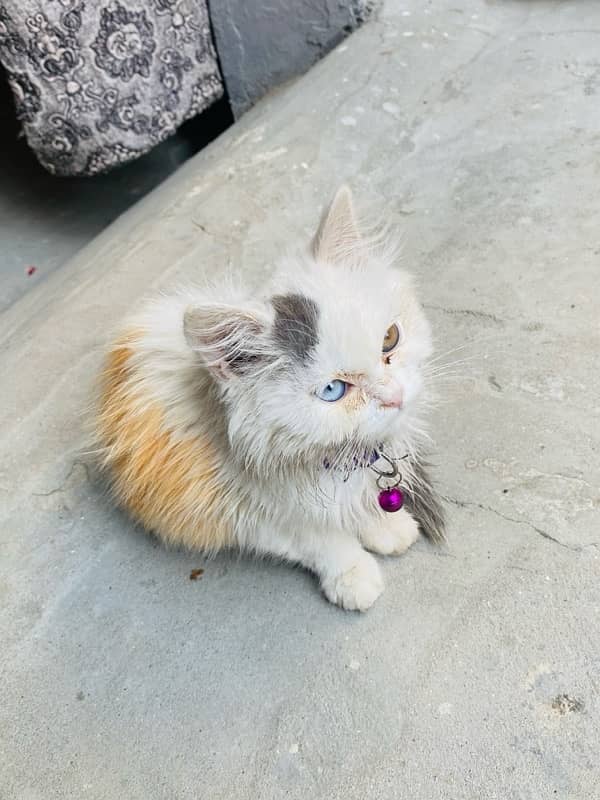 persiian cat male odd eyes 5