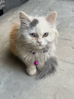 persiian cat male odd eyes