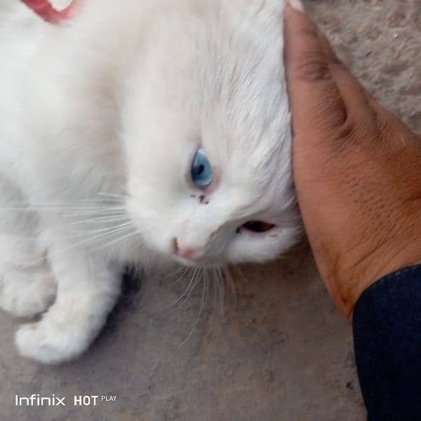 very cute cats for urgent sale 3