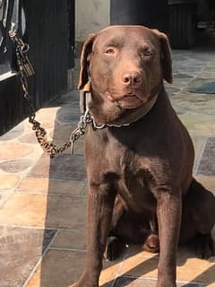 chocolate Labrador