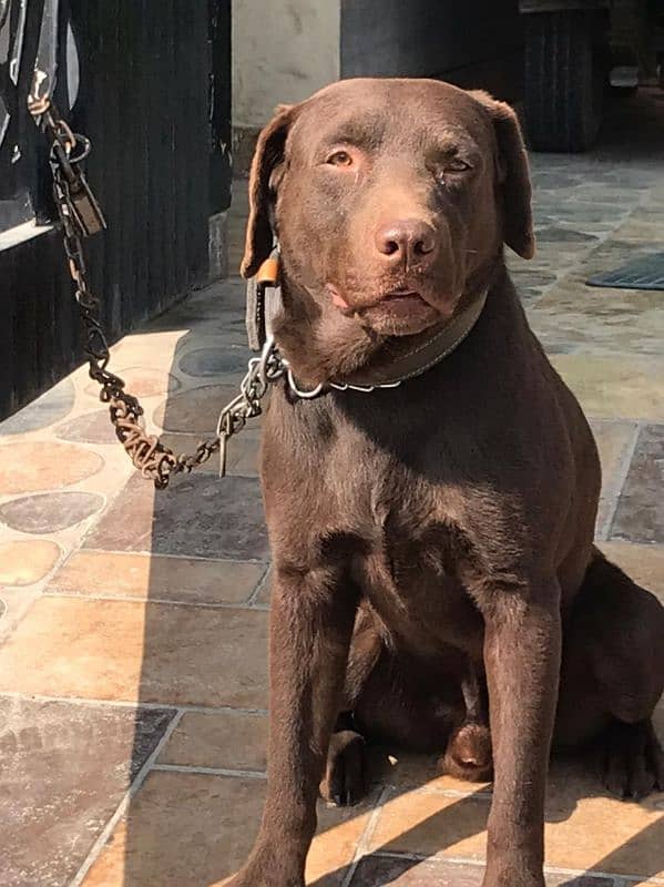 chocolate Labrador 0