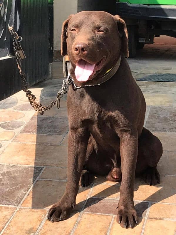 chocolate Labrador 1