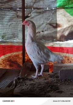 18 Months Paper White Heera hen eggs Laying