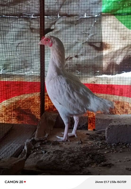 18 Months Paper White Heera hen eggs Laying 0