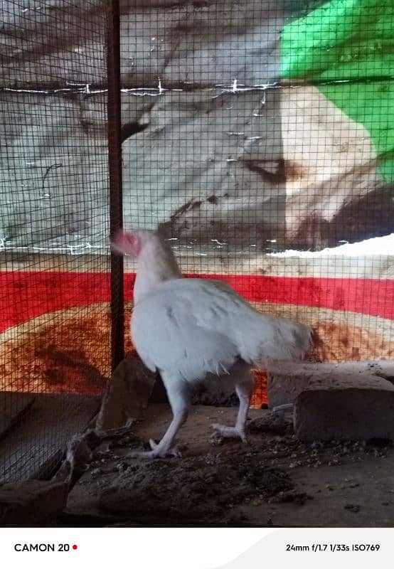 18 Months Paper White Heera hen eggs Laying 1