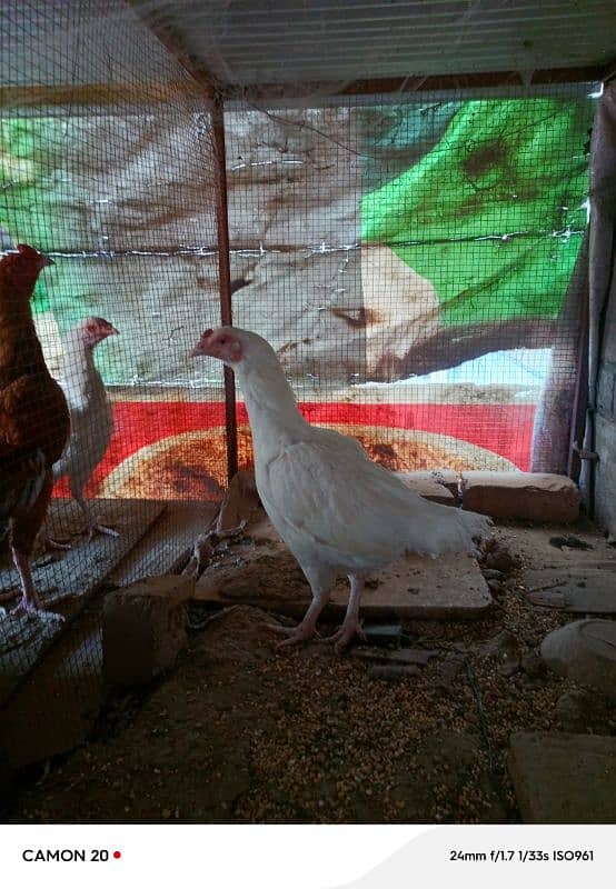 18 Months Paper White Heera hen eggs Laying 2