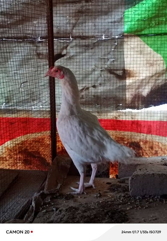 18 Months Paper White Heera hen eggs Laying 3