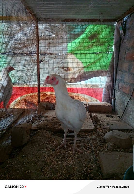 18 Months Paper White Heera hen eggs Laying 4