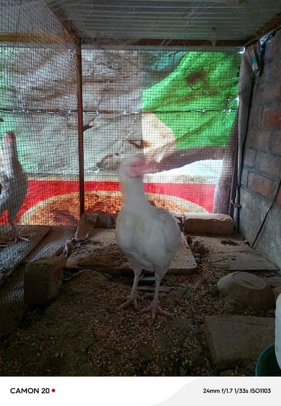 18 Months Paper White Heera hen eggs Laying 5