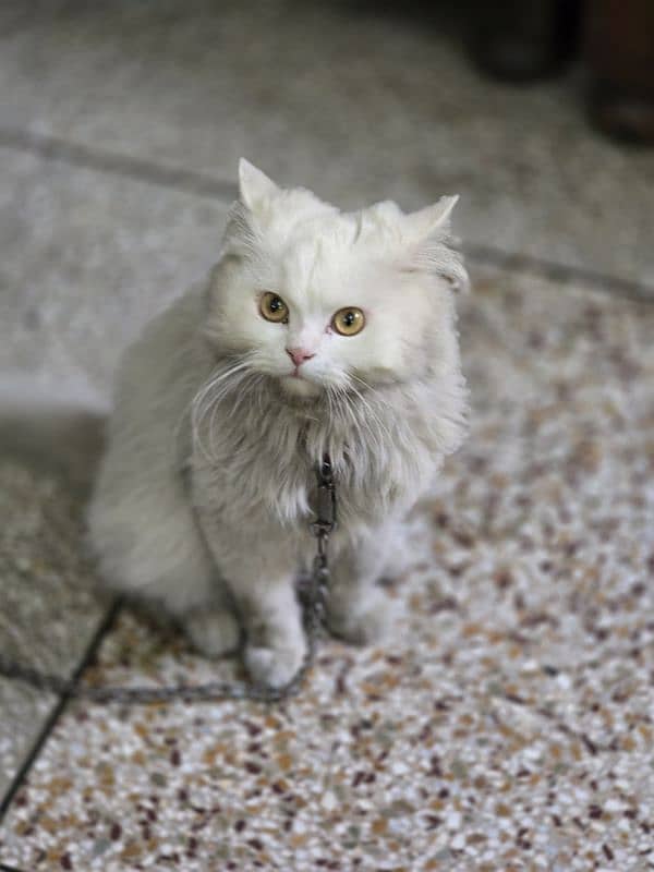 persian cats pair for sale 1