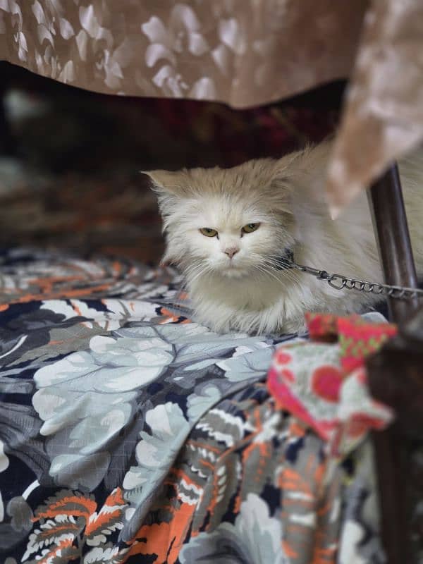 persian cats pair for sale 7