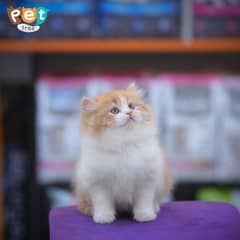 Persian Kittens | Black Kittens | Triple coated Kitten