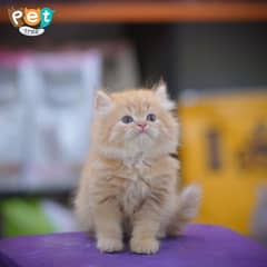 Persian Kittens | Black Kittens | Triple coated Kitten