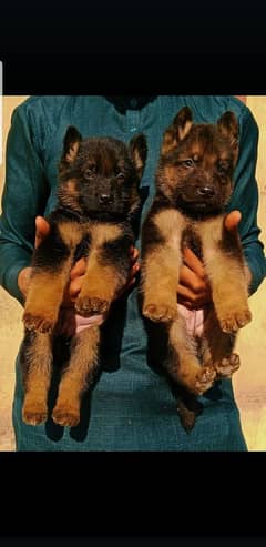 GERMAN SHEPHERD TOP QUALITY BLACK MASK PAIR AVAILABLE FOR SALE