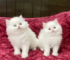 Persian kittens triple coat pair for sale contact Whatsapp03292450894