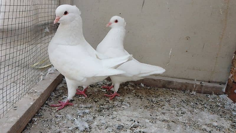 king pigeons/kabotar 0