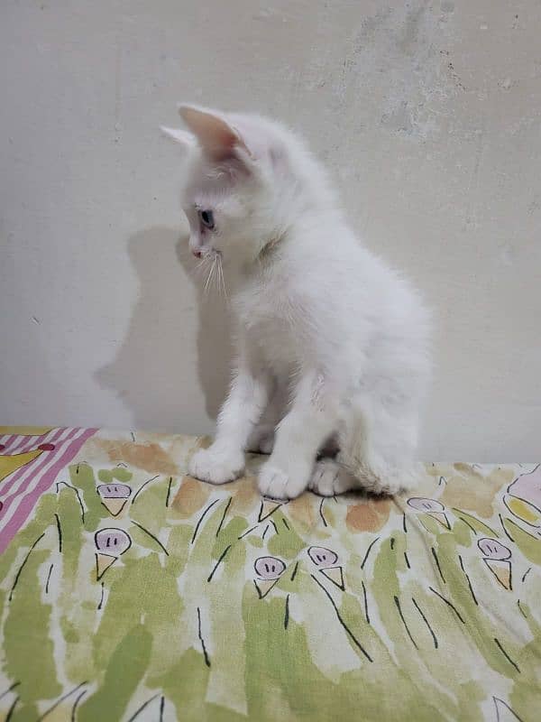 Persion Cat for Sale 5