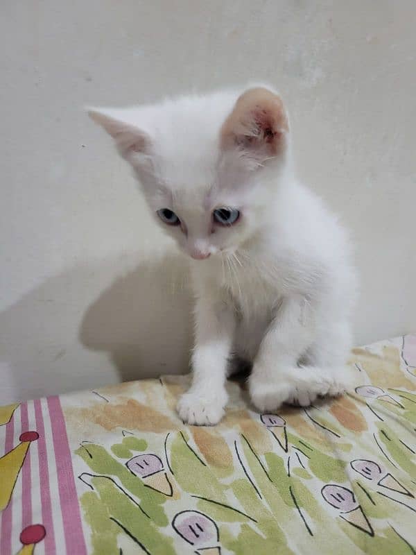 Persion Cat for Sale 7