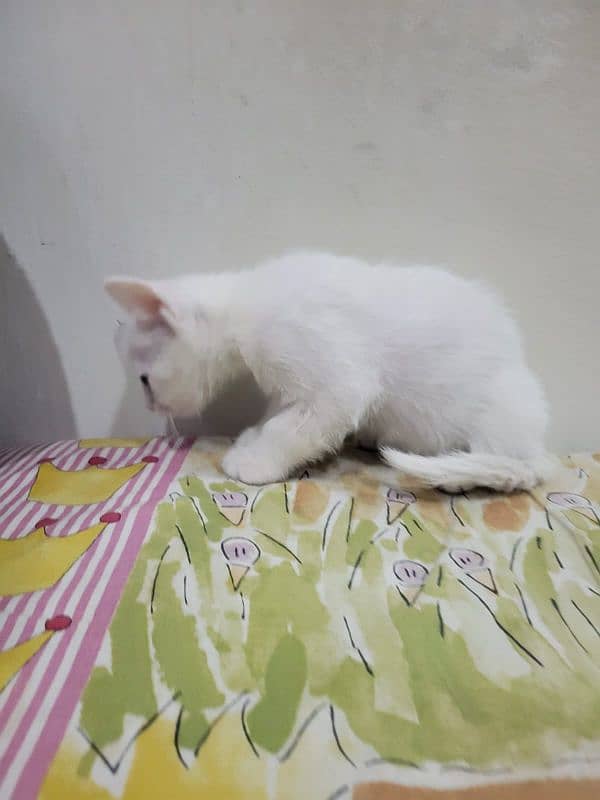 Persion Cat for Sale 9