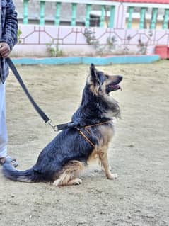 German Shepherd 1 year 3 month age reasonable price