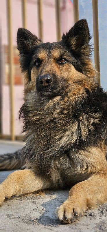 German Shepherd 1 year 3 month age reasonable price 1