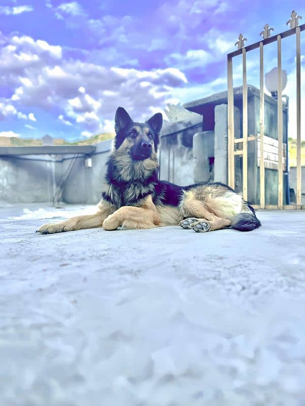 German Shepherd 1 year 3 month age reasonable price 2