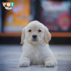 Golden Retriever Puppies High Quality