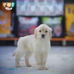 Golden Retriever Puppies High Quality