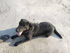 Labrador Female