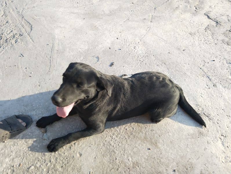 Labrador Female 0