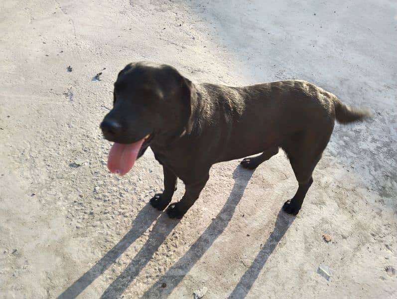 Labrador Female 2