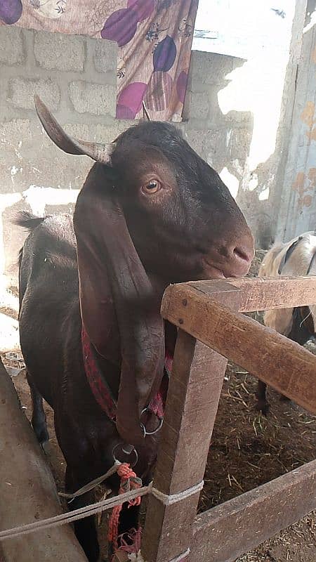 Bakra khassi 2