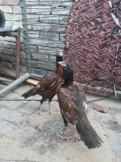 Pure Aseel Two Madi For Sale