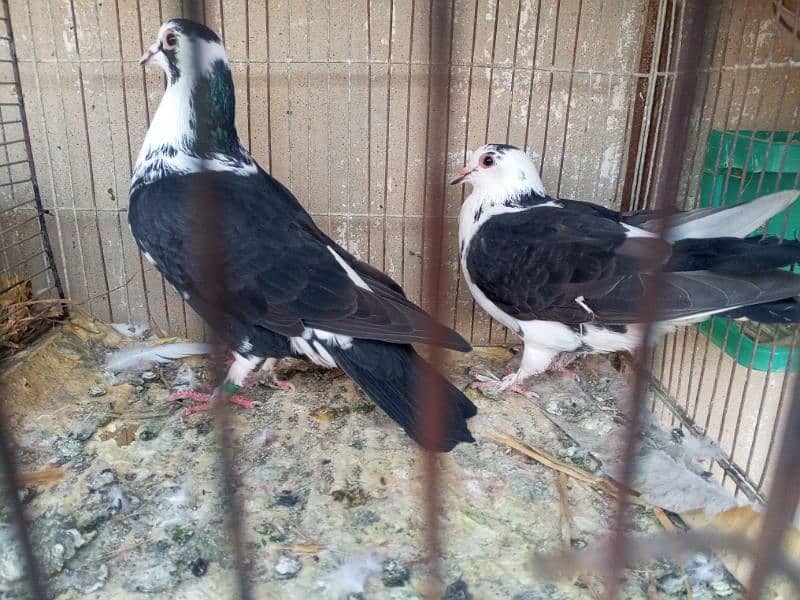 Shairazi Pair Ready to breed 0