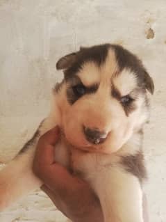 Cute husky female puppies