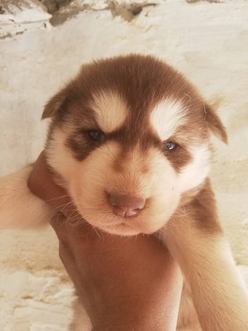 Cute husky female puppies 1