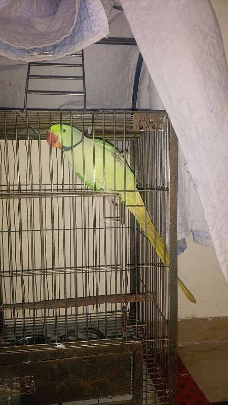 Raw parrot 0