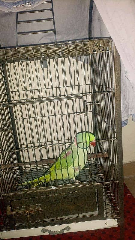 Raw parrot 1