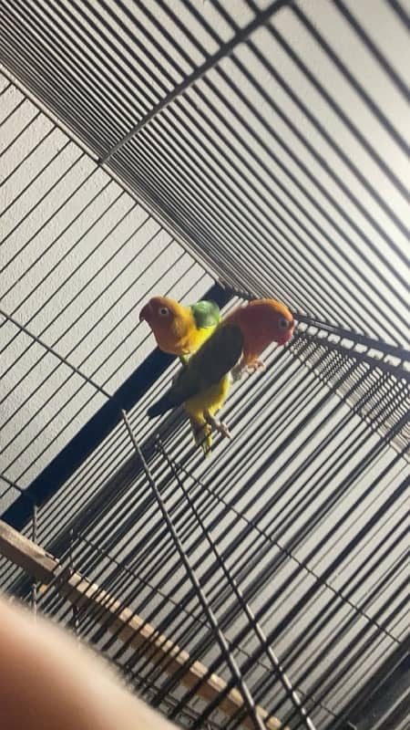 Adult love birds breeders for urgent sale 2