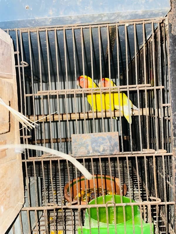 Adult love birds breeders for urgent sale 1