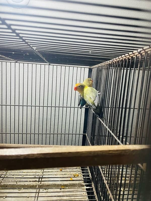 Adult love birds breeders for urgent sale 6