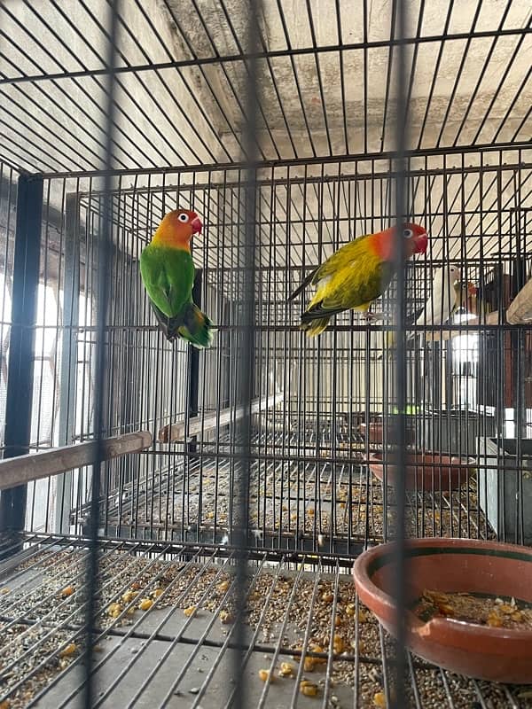 Adult love birds breeders for urgent sale 8