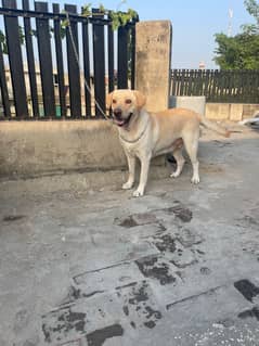 One year old Labrador