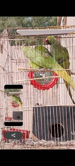 INDIAN RINGNECK PARROTS PAIR