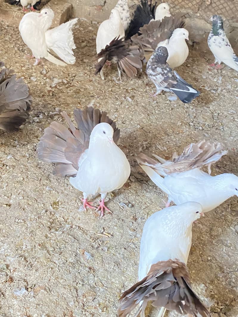 Black , white and red tail lakhay breaded pairs available 0