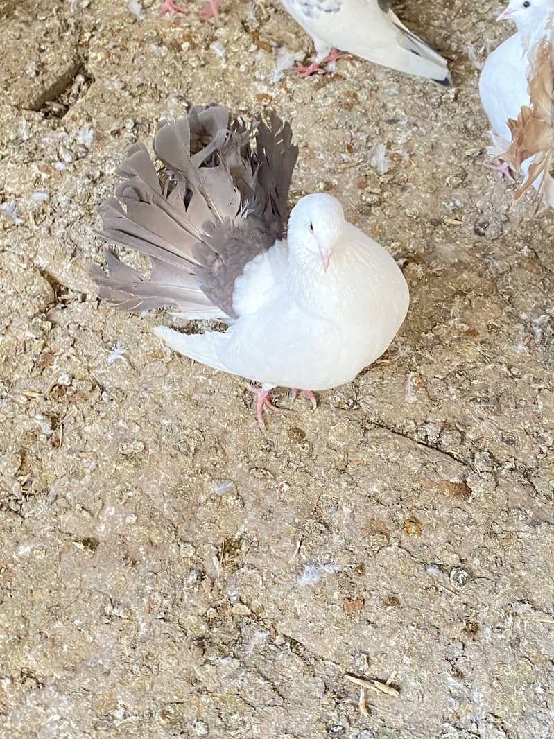 Black , white and red tail lakhay breaded pairs available 1