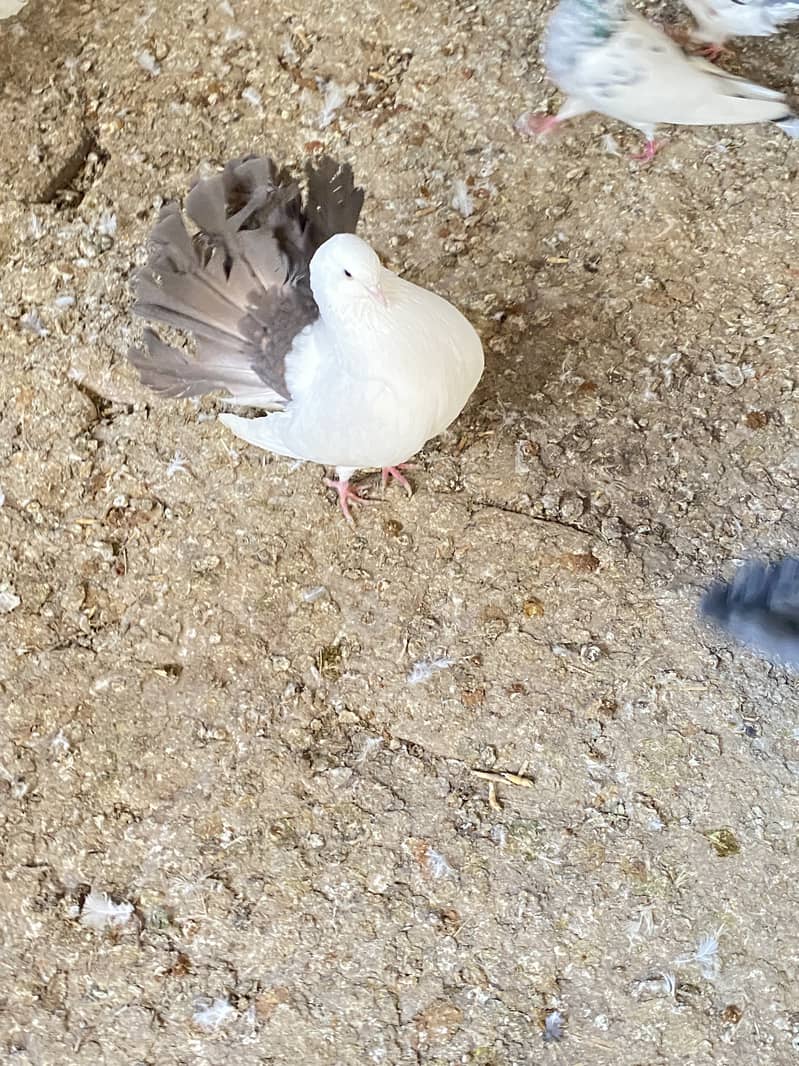 Black , white and red tail lakhay breaded pairs available 2