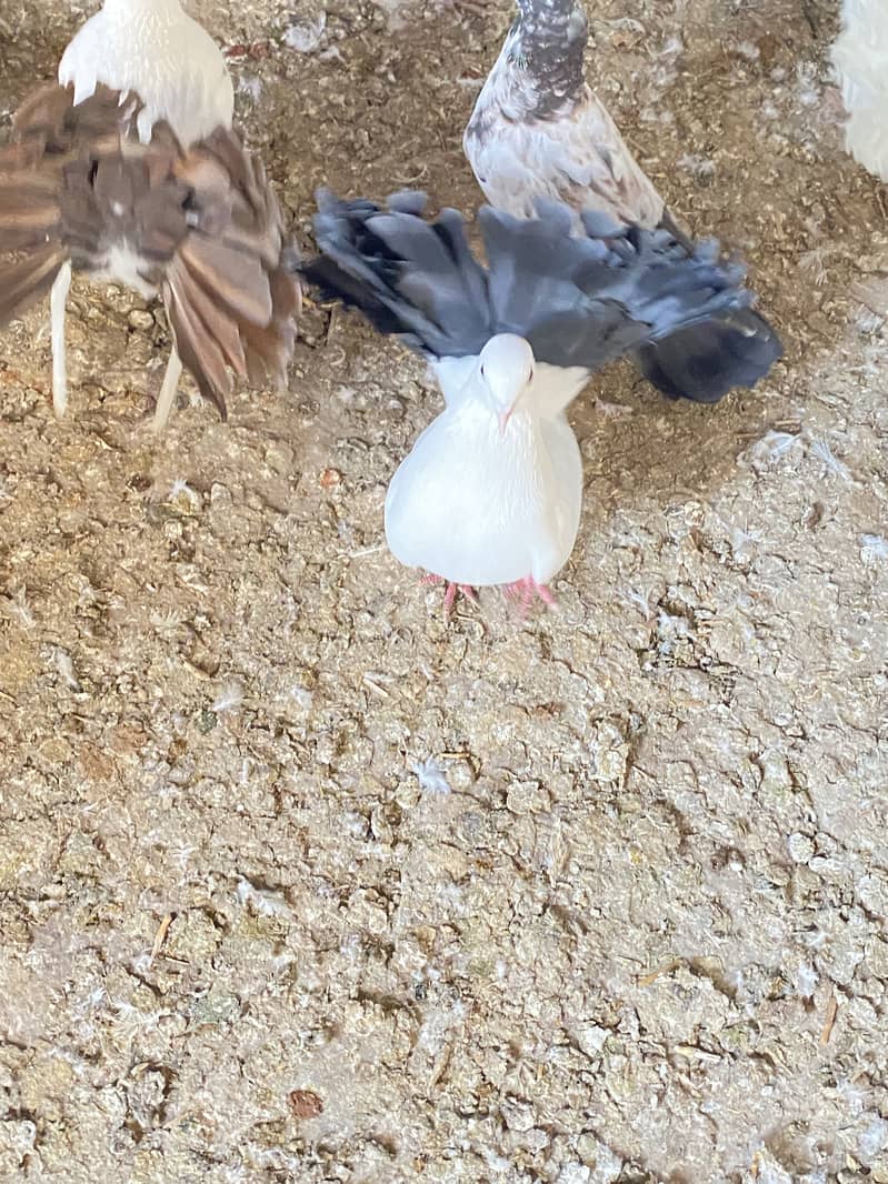 Black , white and red tail lakhay breaded pairs available 5